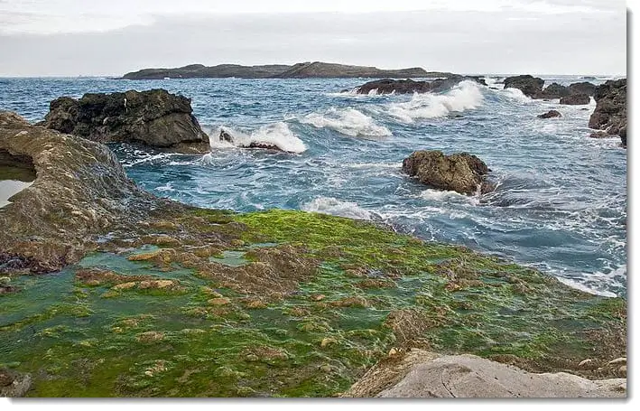 Latest report from MIT: Algae for producing hydrogen fuel - ...