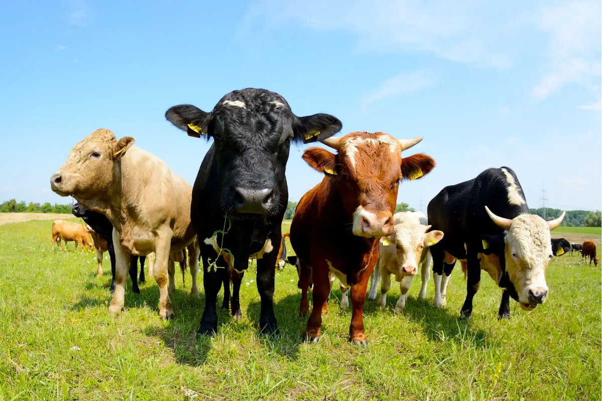 Farm waste hydrogen fuel project partnership formed between Toyota and CP Group - H2 News