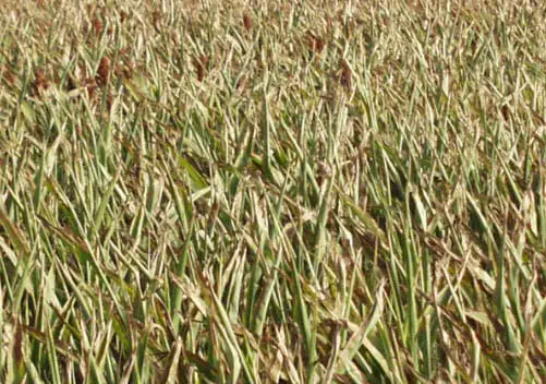 Drought may pummel U.S. energy markets - Hydrogen Fuel News
