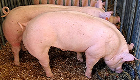 Swine waste to energy Swine waste to energy