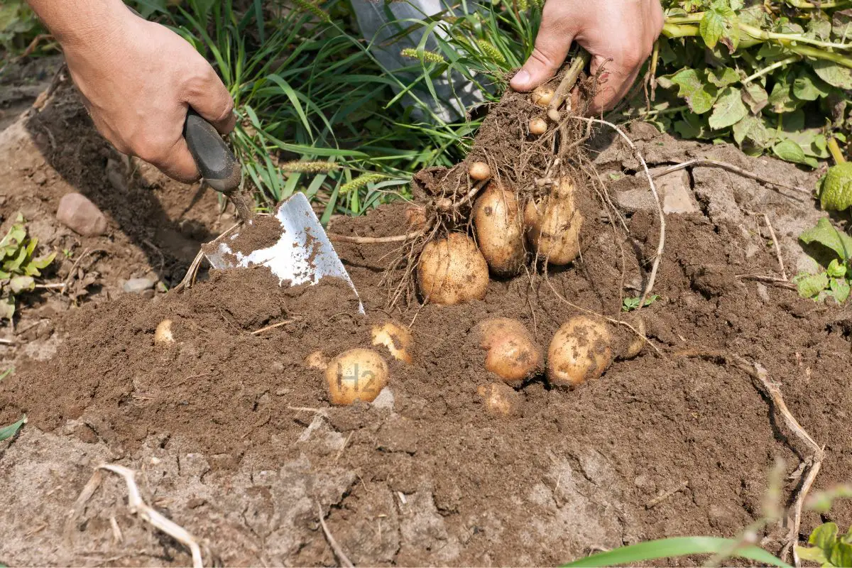 Green Hydrogen - Person putting potatoes from the ground