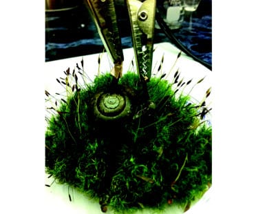 World’s first electrified snail generates electricity with a biofuel cell - Hydrogen Fuel News