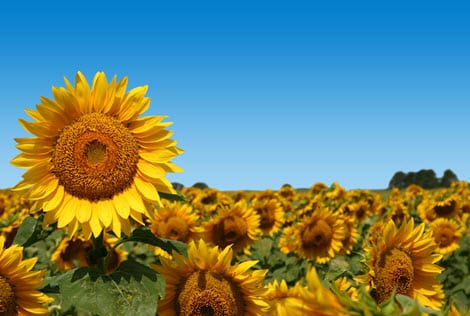 New solar energy system mimics sunflowers - Hydrogen Fuel News
