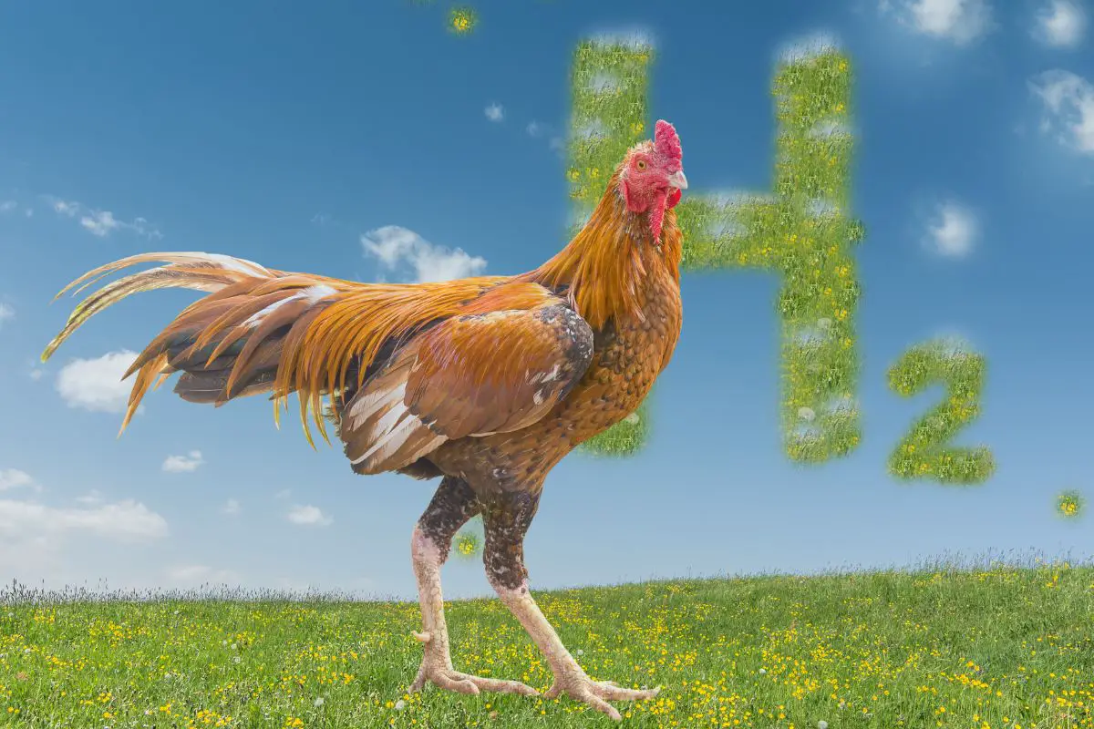 Are chicken feathers the key to cheaper and cleaner hydrogen fuel cells? - H2 News