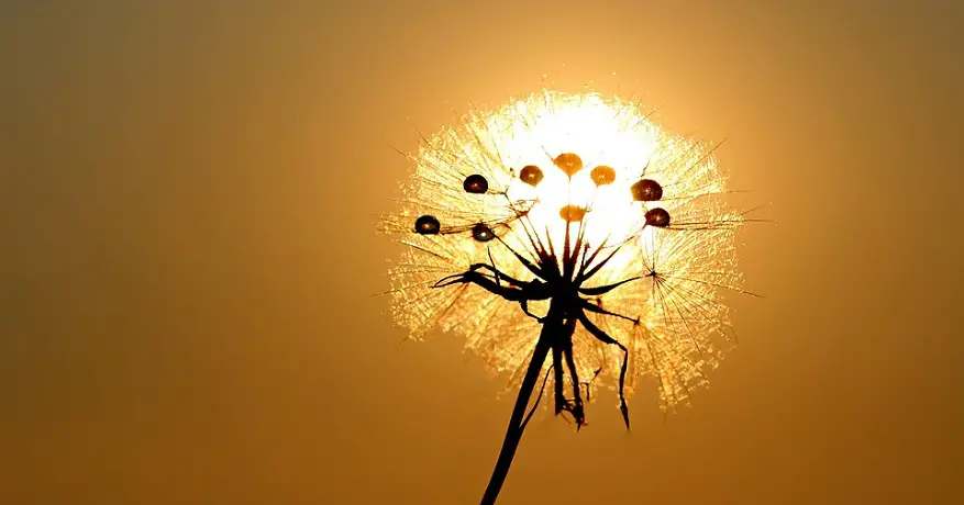 Solar powered hydrogen production researchers point to artificial photosynthesist