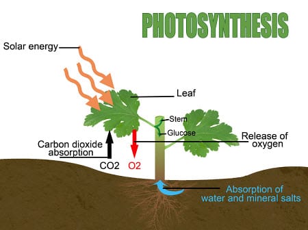 photosynthesis process photosynthesis process